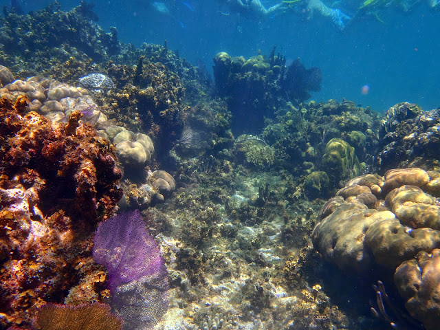 BELIZE: selva, ruinas mayas y cayos - Blogs de Belice - CAYO CAULKER (3)