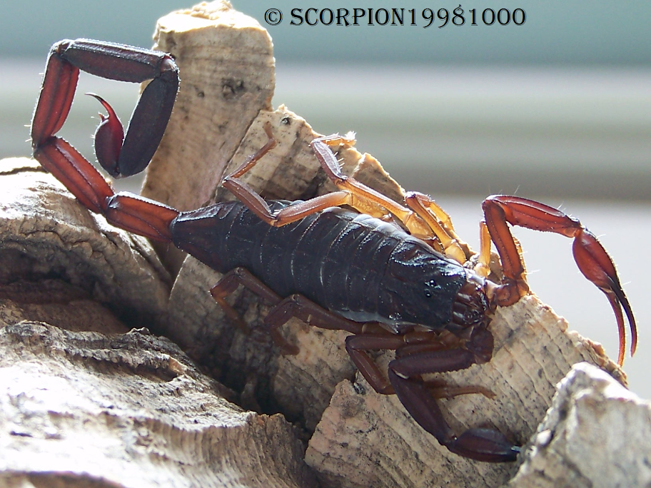 This forum is in dire need of scorpification! 8