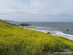 Spring wild flowers at Mussel Rock City Park