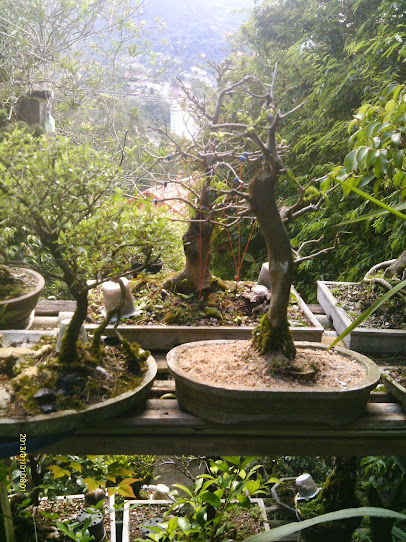 Ficus Benjamina... IMAG0343