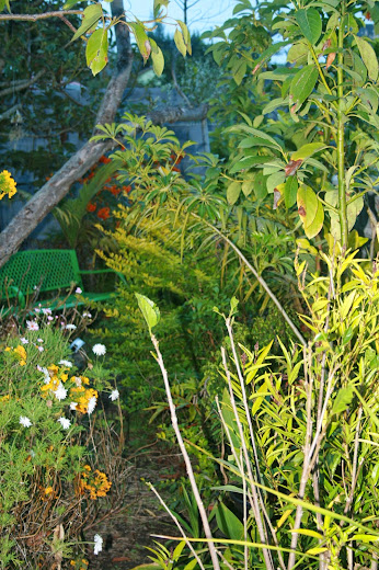 Futur jardin d'orchidées!!! - Page 2 IMG_4059