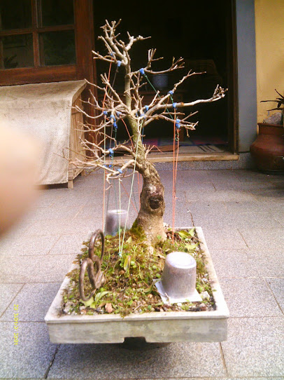 Ficus Benjamina... IMAG0342
