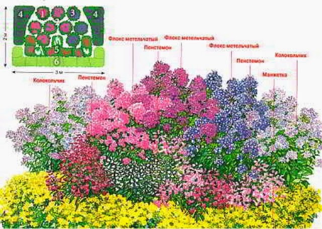 Клумба с флоксами схема