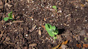 2 week super snappy peas - much smaller outdoors than the ones with indoor cukes