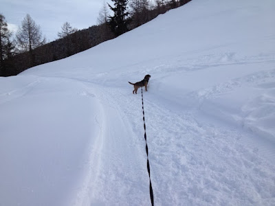 Border Terrier Charly späht in den Schnee