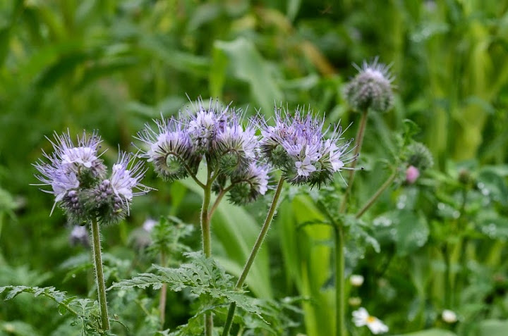 phacelia.jpg