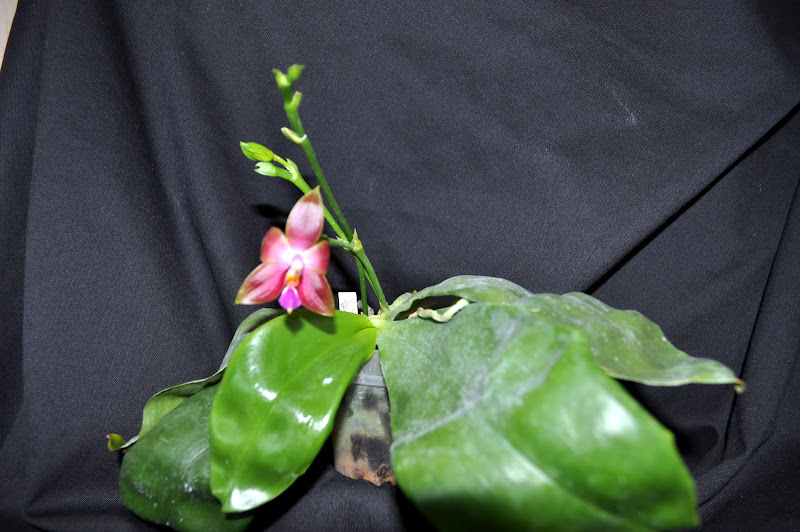 Phalaenopsis Penang Girl DSC_0004