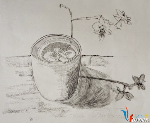 hình vẽ hoa lan bằng bút chì