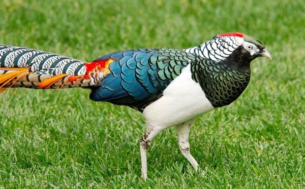 14 Most Beautiful Birds of the World - Lady Amherst's Pheasant