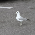 2013-03-21 THU - Sea Gulliver - Washington, DC #1vsM
