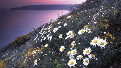 Wildflowers, Guernsey, Channel Islands.jpg