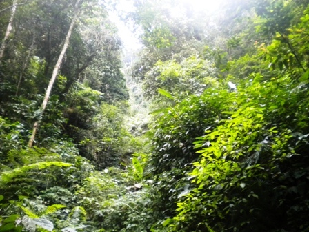 Pemandangan Hutan Gonoharjo Menjelang Destinasi Air Terjun Pemandangan Hutan Gonoharjo Menjelang Destinasi Air Terjun