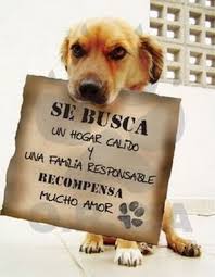Adoptar-perros-11.jpg