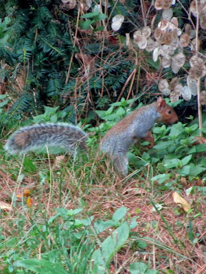 Squirrel in the garden