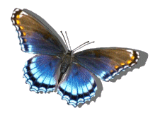 borboleta_farfalla_mariposa_butterfly_Sc