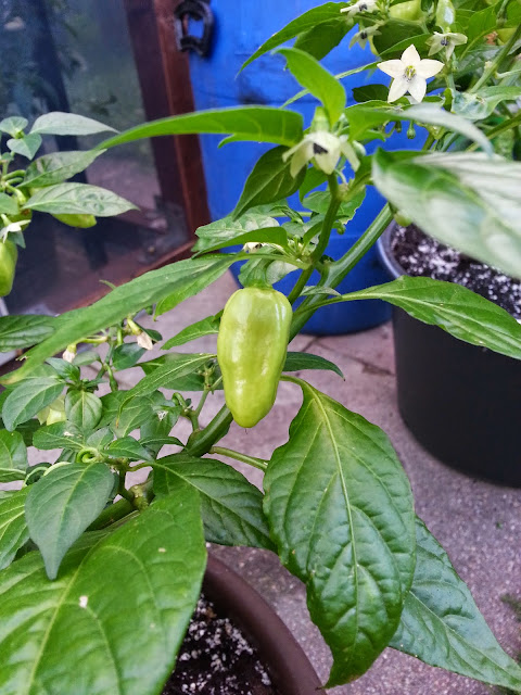 20140702_205829.jpg