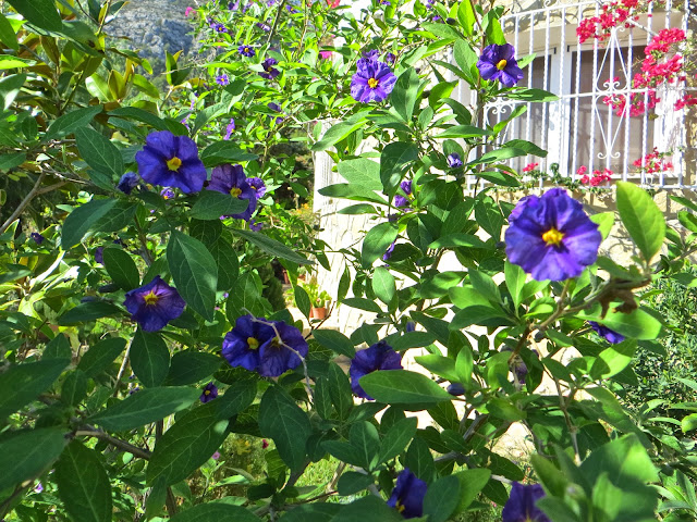 Arbusto Con Flores Azules Identificacin