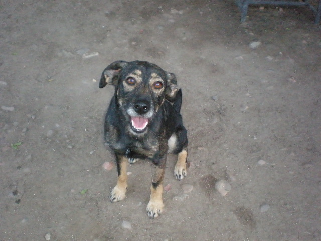 EN LA CALLE!!! Cani y Toby, abandonados en un canal de cachorros, llevan toda la vida abandonados (Talavera) (PE) PA081750