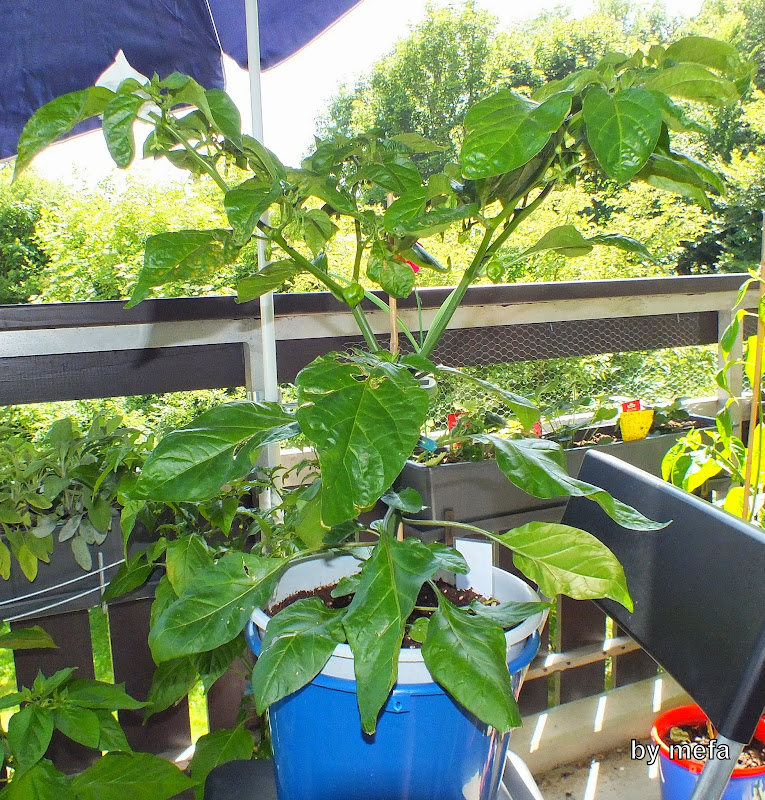 DSCF3690.JPG