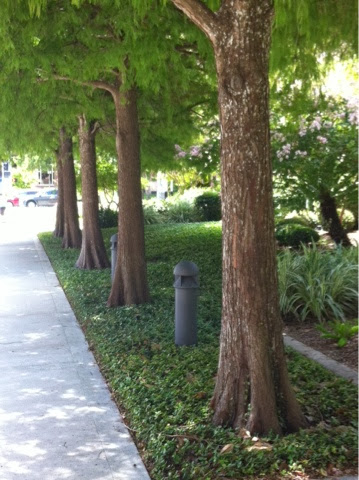 cypress bald street cultivating paradise busy houston