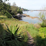 Weedy section of the Hermitage Foreshore Walk (253208)