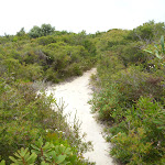 Sandy track on the Awabakal Coastal Walk (391931)