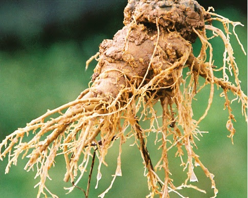 Kandungan Phytochi Notoginseng%2520%2528Panax%2520Notoginseng%2529 Kandungan Phytochi