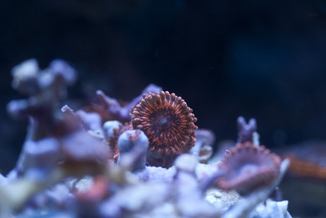 CRW 3960 - zoas and palys-  lps - sps - nightmares and people eaters!