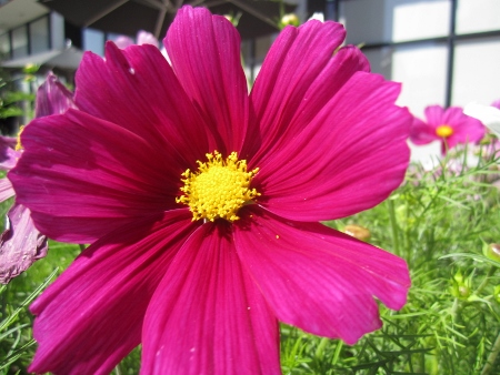 Pretty Flower (450x338).jpg