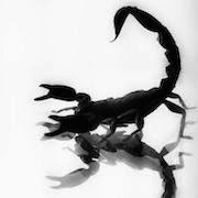 Сонник скорпион