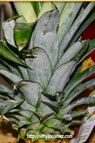 How to choose and cut a pineapple into small chunks How to Choose and Cut Pineapple?