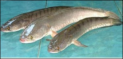INFO BUDIDAYA: Cara berternak Ikan Gabus Super
