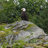 Bald Eagle - Kenai Fjords, AK
