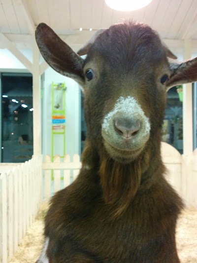 Photos of Kontaktnyy Zoopark Bebeka