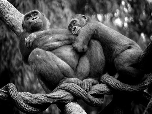 30-best-wildlife-photography-gorillas-preview