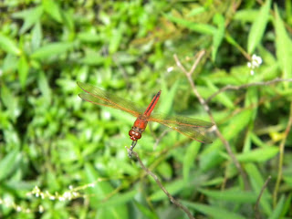 Dragonfly at Sawgrass Lake Park