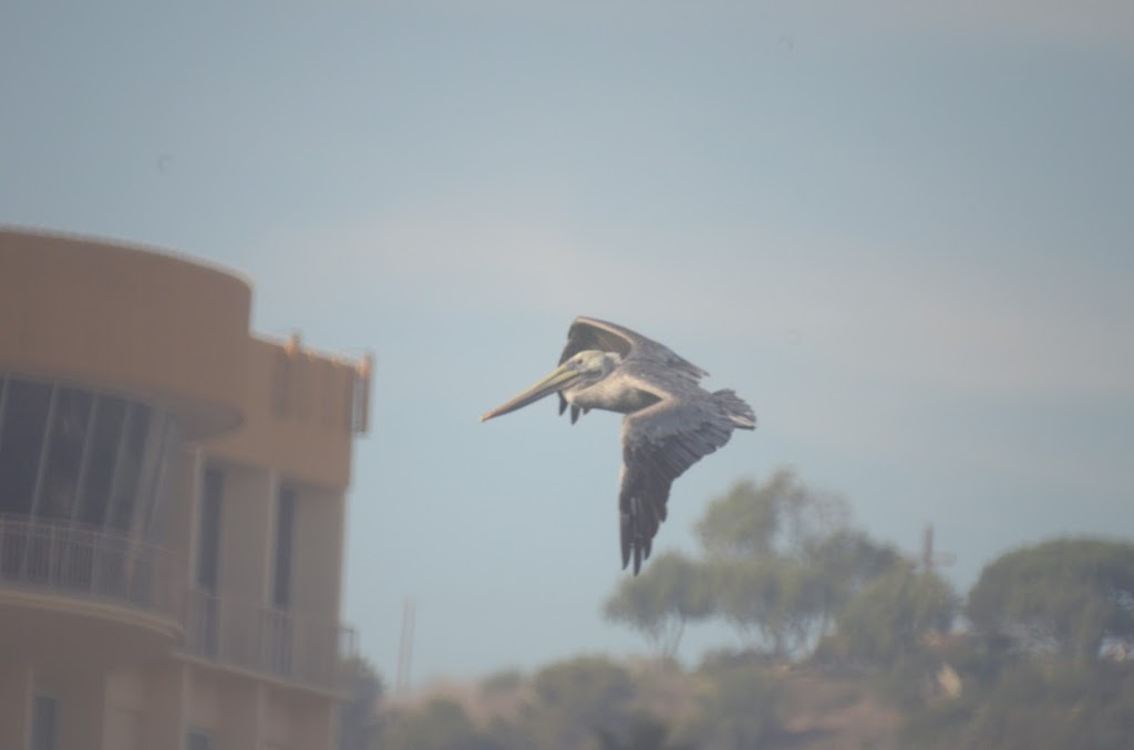 PELICAN