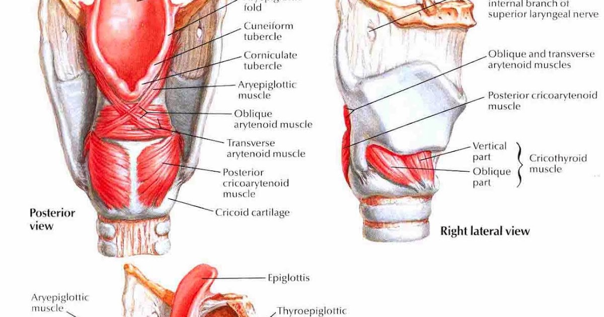 Vintage throat muscle group