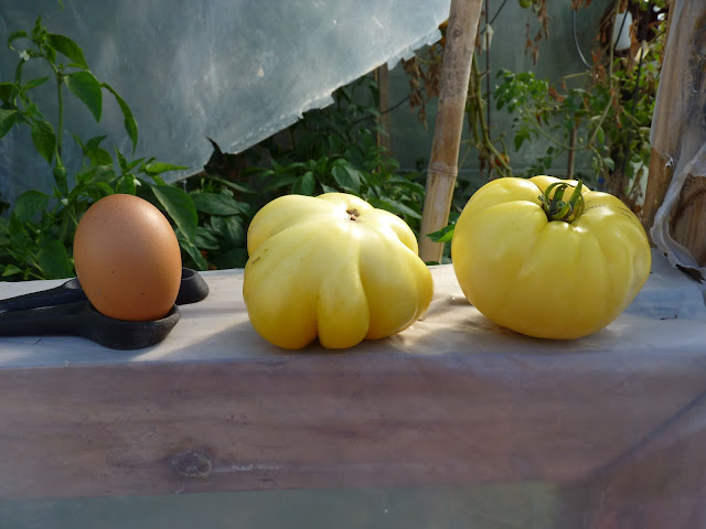 HORGANICA HORGANICA