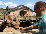 Me feeding our first brave giraffe