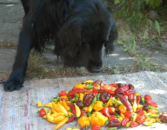 Chili%2520dog.jpg