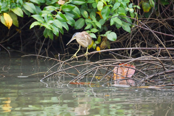 Шри-Ланка: на машине 1 100 км,  фото без комментариев, март-апрель 2013г.