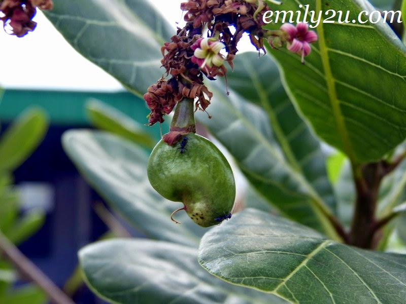 gajus cashew tree fruit nut