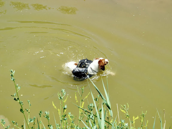 Torrey swimming