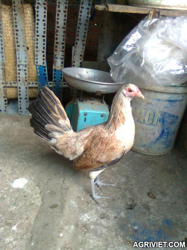 Agriviet.Com-H%25C3%25ACnh_%25E1%25BA%25A3nh0241.jpg Agriviet.Com-H%25C3%25ACnh_%25E1%25BA%25A3nh0241.jpg