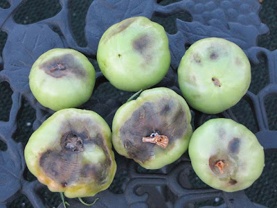Bucolic Bushwick Vegetable Plant Disease