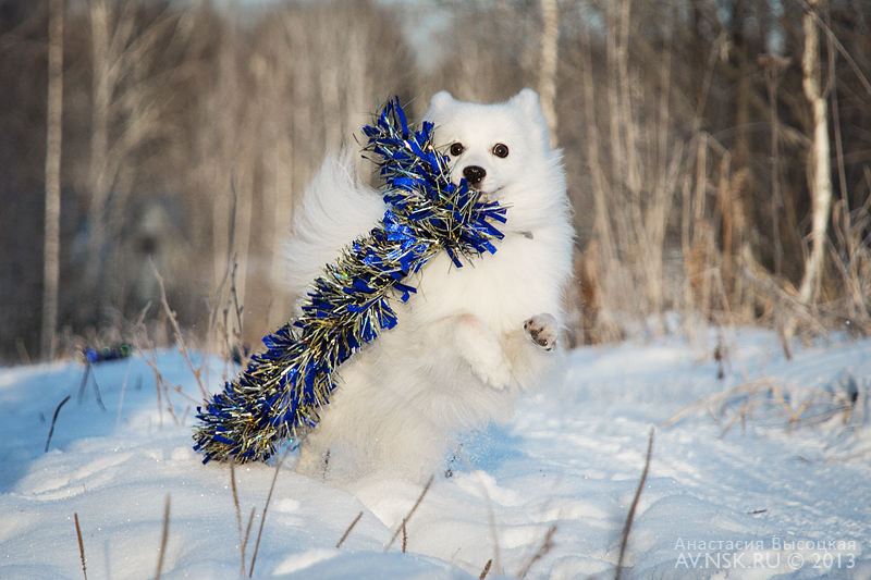 japanese spitz