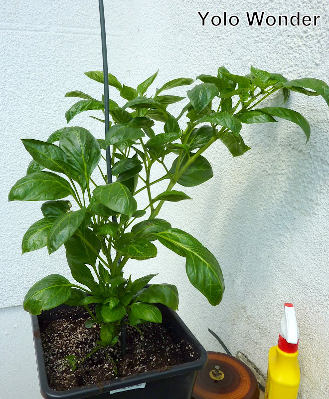 P1250107.JPG