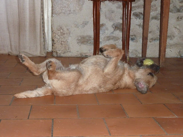 terrier - La meute (Border Terrier & Greyhound) P1040173