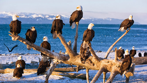 Bald Eagles, Homer, Alaska.jpg